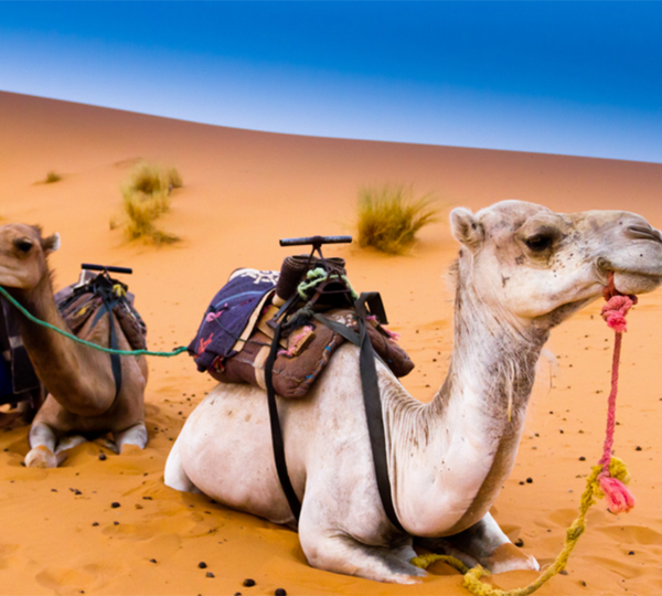 Camel Trekking Merzouga