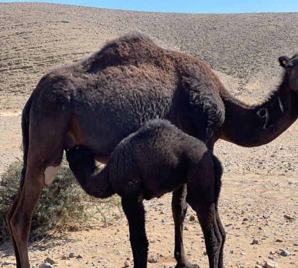 Merzouga Camel Trekking